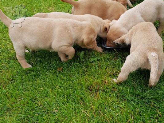 PoulaTo: Πωλούνται σκυλιά και κουτάβια Labrador Retriever